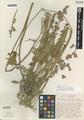 Sidalcea oregana (Nutt. ex Torr. & A. Gray) A. Gray ssp. oregana var. procera C.L. Hitchc.