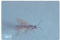 Cephus cinctus (Wheat stem sawfly)