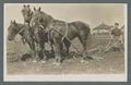 Frank Boulan behind three plow horses, circa 1910's
