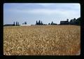 Yamhill wheat field, Oregon, circa 1972