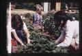 People picking strawberries, circa 1973