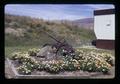 Old plow in flower bed by trailer house, Rufus, Oregon, 1974