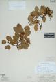 Arctostaphylos obtusifolia Piper