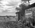 Abandoned homestead--Harrison place