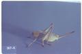 Anabrus longipes (Shieldbacked grasshopper / Shieldbacked cricket)