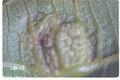 Eriophyes erinea (Walnut blister mite)