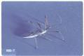 Sinea socius (Assassin bug)