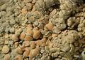 Lecanora garovaglii