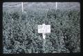 Perennial ryegrass in alfalfa with 2.4 lb/acre DP732 herbicide application, Mission, Oregon, 1966