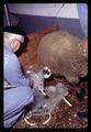 Paul Weswig assisting lamb at nursing ewe, Oregon State University, Corvallis, Oregon, circa 1970