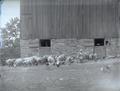 Young boy and sheep next to a barn