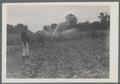 Vegetable field with irrigated bushes