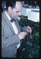 Dr. Harold Evans examining legume nodules, Corvallis, Oregon, 1967