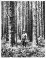 Forest service employee in young stand of trees
