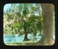 Evangeline Oak - Bayou Tache, Louisiana