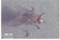 Graphomya maculata (Stable fly)