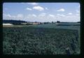 Blackberry and crucifer fields, Clackamas County, Oregon, August 1972