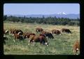 Hereford cattle, Oregon, circa 1972