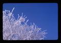 Tree with hoar frost, Malheur County, Oregon, December 1974