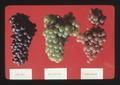 Pinot Noir, White Riesling, and Gewurztraminer wine grapes, Oregon, 1974