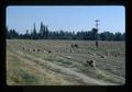 Onion sacks in field along I-5, Oregon, 1975