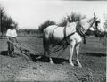 Horse pulling plow