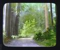 Redwood Highway, California