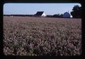 Red Clover seed field, Oregon, 1979