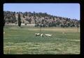 Charolais cattle in clover pasture, Jefferson County, Oregon, circa 1972