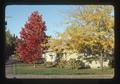 Red gum tree in northwest Corvallis, Oregon, 1975