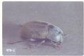 Coniontis setosa (Darkling beetle)