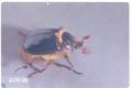 Pleocoma dubitalis (Rain beetle)