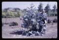 Dr. Robert Ticknor with eucalyptus, circa 1966