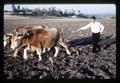 Harrowing field with oxen, Turkey, December 1967