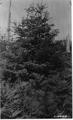 Tall Douglas fir in center of photo.  Some dead tree trunks in background.  Thick ferns in foreground.