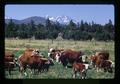 Hereford cattle, Oregon, circa 1972