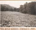 Fred Wetle Gardens in Chenowith areaOne and one-eigth acre bean patch in Chenowith Cove, near The Dalles which netted the grower nine hundred dollars in one season.