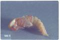 Tenebrio obscurus (Dark mealworm)