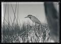 Black-crowned night heron