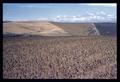 Dryland wheat field at Sherman Experiment Station, Moro, Oregon, circa 1965