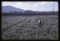 Dr. Wilson Foote standing in poorly drained wheat plot, Jackson Farm, Corvallis, Oregon, 1966