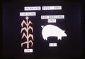 Graphic of corn and livestock production yield increase per acre, 1950-1965