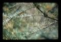 Larvae on tree killed by virus, La Grande, Oregon, 1976