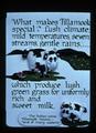 What Makes Tillamook Special? poster, 1979