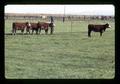 Cattle on quack grass plots, Klamath Experiment Station, Klamath Falls, Oregon, circa 1972