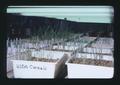 Treated wheat seedlings growing in greenhouse, Oregon State University, Corvallis, Oregon, 1975