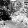 Lutsinger Creek