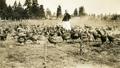 Oregon ranch woman feeding a flock of turkeys