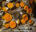 Caloplaca saxifragarum