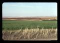 Wheat and fallow land near Pendleton, Oregon, circa 1973